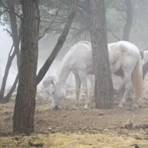 Horses eating in a forest