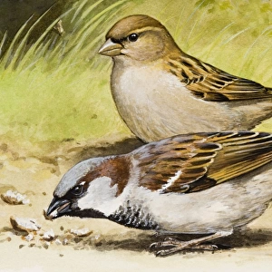 House sparrow (Passer domesticus), male pecking and female, side view