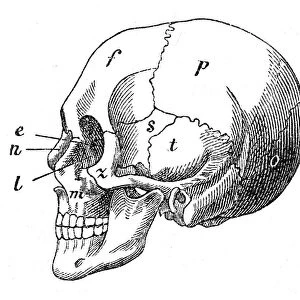 Human skull engraving 1872