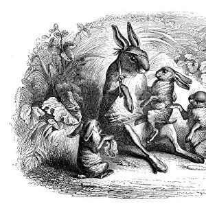 Humanized animals illustrations: Hare family