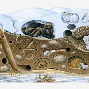 Illustration of animals in winter arctic burrow
