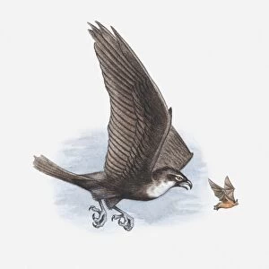Illustration of a Bat hawk (Macheiramphus alcinus) chasing a bat, side view