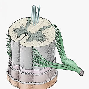 Illustration of bundle of nerves in human spine