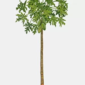 Illustration of Carica papaya (Papaya), a large tree-like tropical plant showing green leaves and un