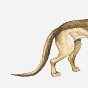 Illustration of an Eocene-Pliocene Bear dog (Daphoenus sp. ), side view