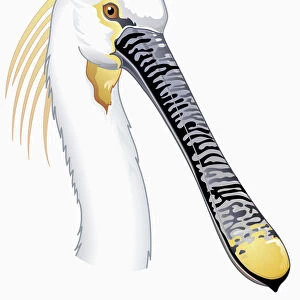 Illustration of Eurasian Spoonbill or Common Spoonbill (Platalea leucorodia), profile showing long n