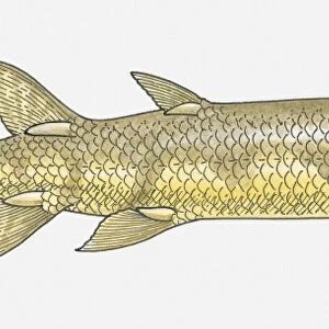Illustration of an Eusthenopteron, a fish from the Devonian period