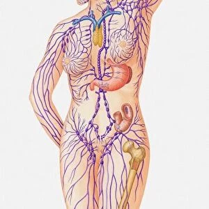 Illustration of female lymphatic system