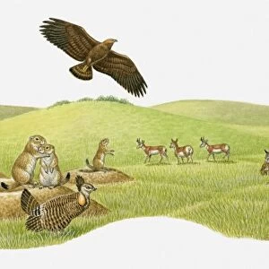 Illustration of herd of Bison feeding on praire, Bison rolling in dry earth, Vulture in flight, Black-tailed Prairie Dogs on burrows, and Bobcat