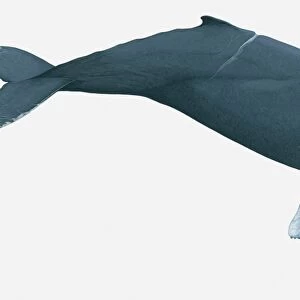 Illustration of Humpback Whale (Megaptera novaeangliae)