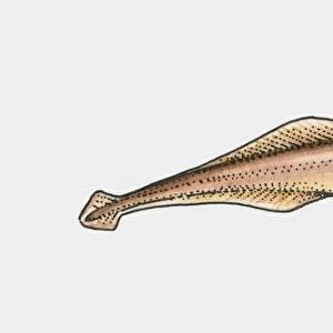 Illustration of Jawless Fish (Agnatha)