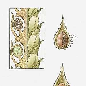 Illustration of the life cycle of a Selaginella sp. (Heterosporous clubmoss)
