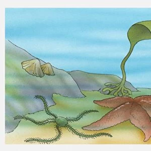 Illustration of limpets, star fish and kelp underwater