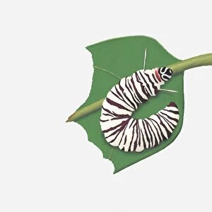 Illustration of Mechanical Mimic (Melinaea lilis) caterpillar on leaf