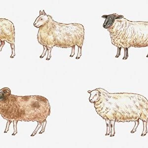 Illustration of Milk, Mule, Suffolk, Welsh Mountain, and Jacob Sheep