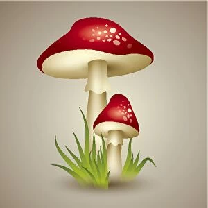 Illustration of Mushroom