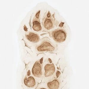 Illustration of pair of paw prints of a wolf