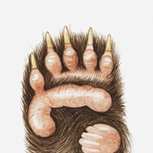 Illustration of a panda bears paw