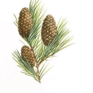 Illustration of three Pinophyta (Conifer) pinecones and needle leaves