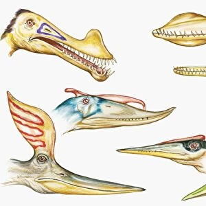Illustration of Pterodactyloid heads showing sharp teeth and crests on top of heads and snouts