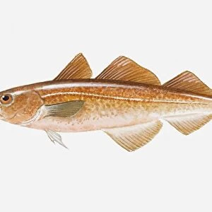 Illustration of Red Cod (Pseudophycis) fish