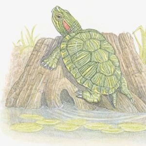 Illustration of Red-Eared Slider (Trachemys scripta elegans), a semi-aquatic turtle resting on tree trunk on riverbank