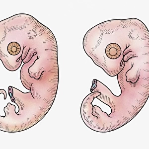 Illustration of reptile, bird, rabbit and human embryos in early stage of development