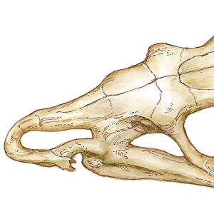 Illustration of Riojasuchus skull, an extinct crurotarsan archosaur, showing nostril, eye socket and antorbital fenestra holes