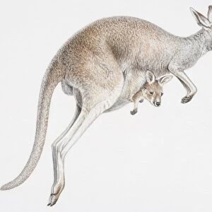 Illustration, skipping female Kangaroo (Macropus sp. ) with baby peeking out of its pouch, side view