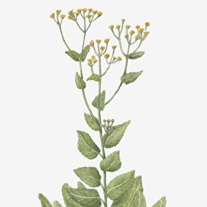 Illustration of Tanacetum balsamita, or Balsamita vulgaris (Alecost) bearing yellow button-like flowers on tall stems with green leaves below