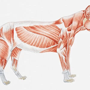 Illustration of a tigers muscular anatomy