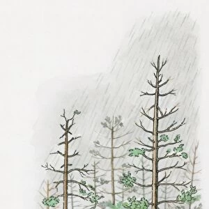 Illustration of torrential acid rain damaging tall trees on hill