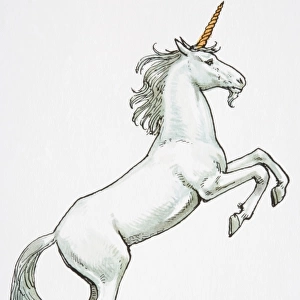 Illustration, unicorn standing on hind legs
