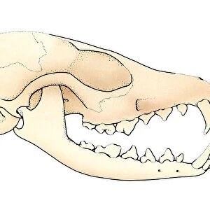Illustration of Vulpes (Fox) skull with open jaw showing teeth