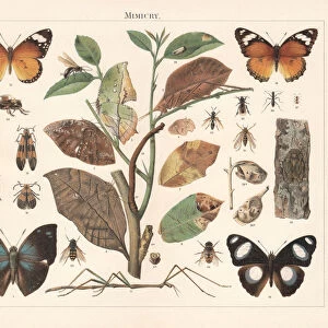 Insect Mimicry, lithograph, published in 1897