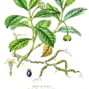 Ipecacuana botanical engraving 1857