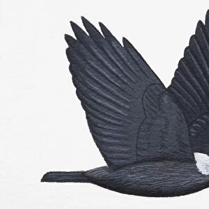 Jackdaw (Corvus monedula), adult