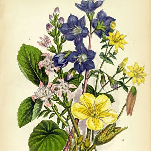 Jacobs Ladder, Yellow Wort, Buckbean, Villarsia, Victorian Botanical Illustration