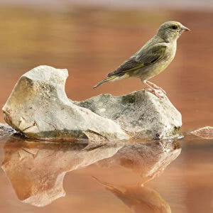Juvenile European Greenfinch (Chloris chloris), Spain. On a stone reflected in water