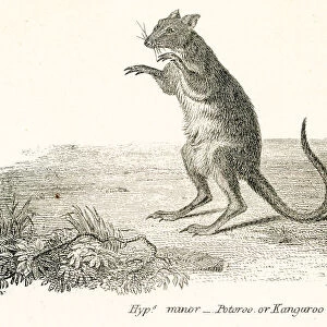 Kangaroo rat engraving 1803