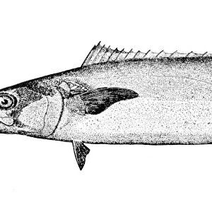 Kingfish engraving 1898