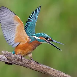 Kingfisher -Alcedo atthis-, young male, threatening, Middle Elbe, Saxony-Anhalt, Germany