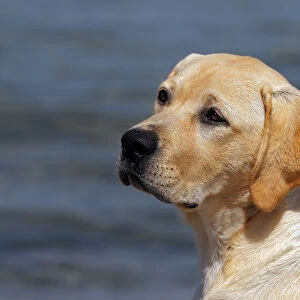 Labrador Retriever puppy, portrait