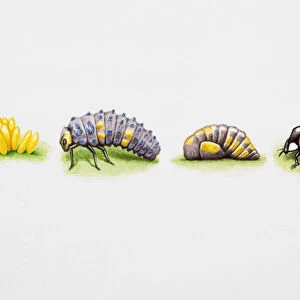 Lady Beetle, life cycle