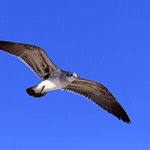 Laughing Gull -Larus atricilla-, flying, Sanibel Island, Florida, USA