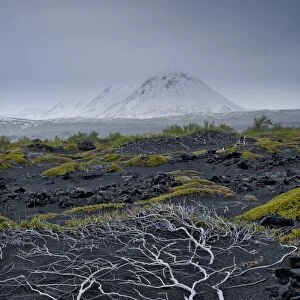 Lava desert and exposed, dead tree roots, Skutustaoir, Northeastern Region, Iceland