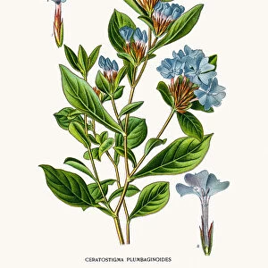 Leadwort or plumbago flower