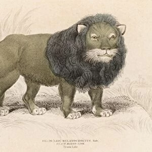 Lion engraving 1855