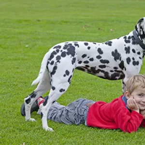 Little boy lying under a Dalmatian