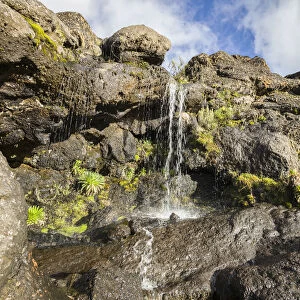Lobelia, Lobelia deckenii growing around waterfall in harsh alpine zone landscape around Moir Huts camp, Mount Kilimanjaro, Kilimanjaro Region, Tanzania
